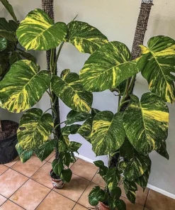 Giant Variegated Pothos Live Plant with Pot & Moss Pole - Large Houseplant - Image 16