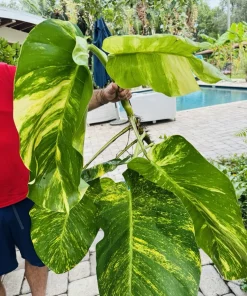 Giant Variegated Pothos Live Plant with Pot & Moss Pole - Large Houseplant - Image 18