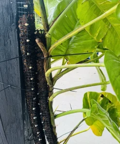 Giant Variegated Pothos Live Plant with Pot & Moss Pole - Large Houseplant - Image 3
