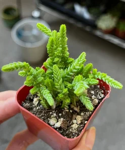 Giant Watch Chain Succulent Live Plant - Crassula muscosa Princess Pine, 2 inch pot - Image 2
