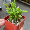 Giant Watch Chain Succulent Live Plant - Crassula muscosa Princess Pine, 2 inch pot - Image 1