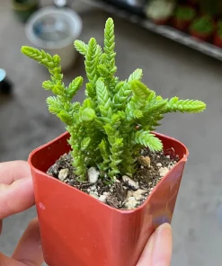 Giant Watch Chain Succulent Live Plant - Crassula muscosa Princess Pine, 2 inch pot - Image 1