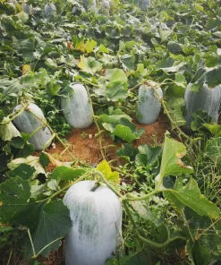 Giant Wax Gourd Seeds 20-Pack | Fast-Growing Edible Vegetable Seeds for Cooking & Garden - Image 2
