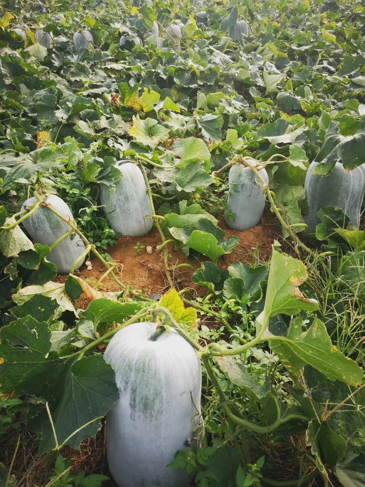 Giant Wax Gourd Seeds 20-Pack | Fast-Growing Edible Vegetable Seeds for Cooking & Garden - Image 2