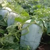 Giant Wax Gourd Seeds 20-Pack | Fast-Growing Edible Vegetable Seeds for Cooking & Garden - Image 1