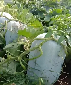 Giant Wax Gourd Seeds 20-Pack | Fast-Growing Edible Vegetable Seeds for Cooking & Garden - Image 1