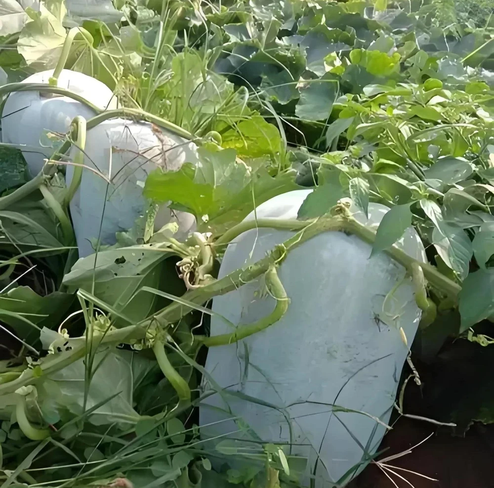 Giant Wax Gourd Seeds 20-Pack | Fast-Growing Edible Vegetable Seeds for Cooking & Garden - Image 1