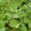 Ginger Bush Iboza Live Plant - Tetradenia riparia - 3.5 Inch Pot - Zones 9-11 - Image 1