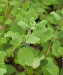 Ginger Bush Iboza Live Plant - Tetradenia riparia - 3.5 Inch Pot - Zones 9-11 - Image 1
