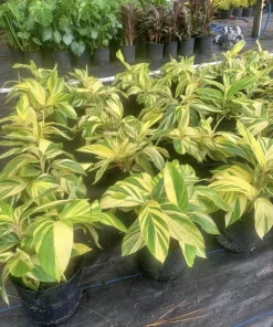 Ginger Root Live Plant – Edible Herb Starter – Potted - Image 1
