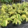 ginger root plant In Pot - Image 1