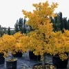 Ginkgo biloba 'Jade Butterflies' Tree - Live Plant - Broad Upright - 6 inch Container - Image 1