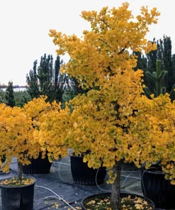 Ginkgo biloba 'Jade Butterflies' Tree - Live Plant - Broad Upright - 6 inch Container - Image 1