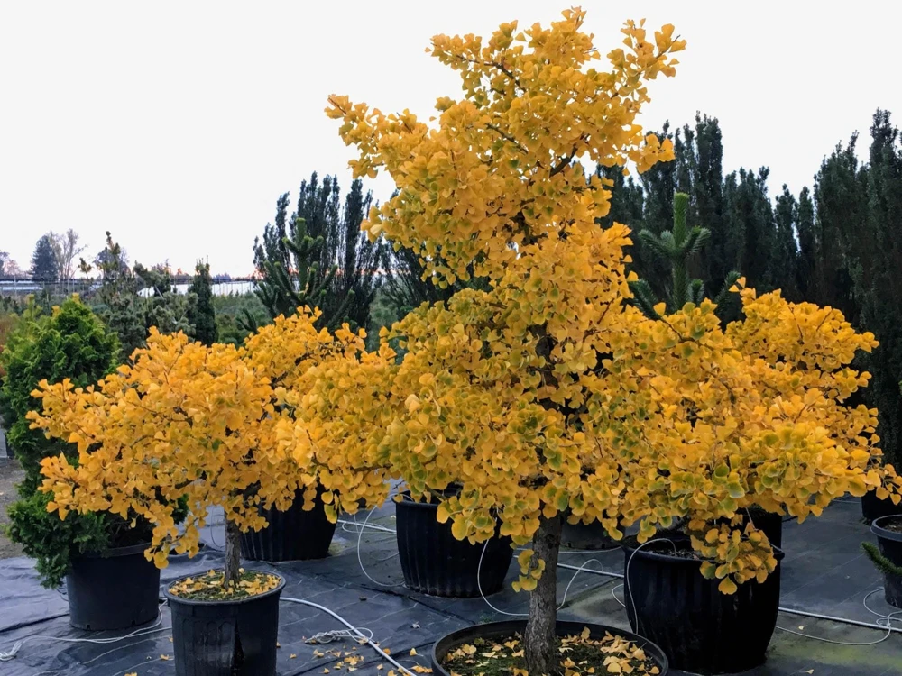 Ginkgo biloba 'Jade Butterflies' Tree - Live Plant - Broad Upright - 6 inch Container - Image 1