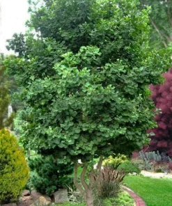 Ginkgo biloba 'Jade Butterflies' Tree - Live Plant - Broad Upright - 6 inch Container - Image 7