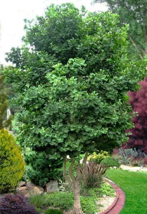 Ginkgo biloba 'Jade Butterflies' Tree - Live Plant - Broad Upright - 6 inch Container - Image 7