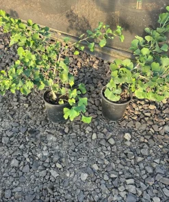Ginkgo biloba 'Jade Butterflies' Tree - Live Plant - Broad Upright - 6 inch Container - Image 8