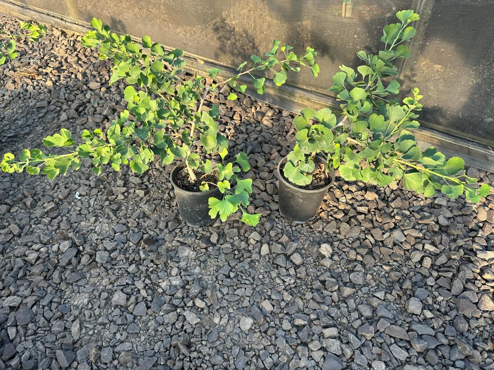 Ginkgo biloba 'Jade Butterflies' Tree - Live Plant - Broad Upright - 6 inch Container - Image 8