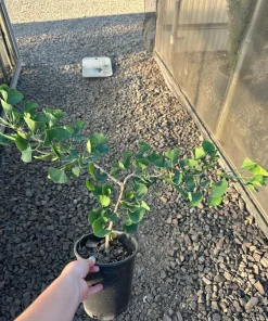 Ginkgo biloba 'Jade Butterflies' Tree - Live Plant - Broad Upright - 6 inch Container - Image 9