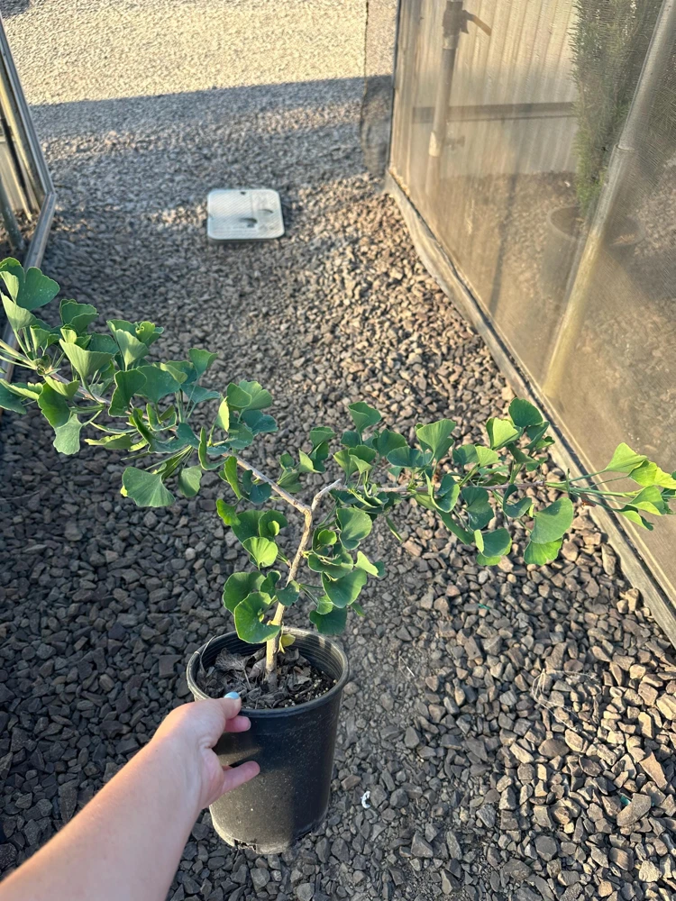 Ginkgo biloba 'Jade Butterflies' Tree - Live Plant - Broad Upright - 6 inch Container - Image 9