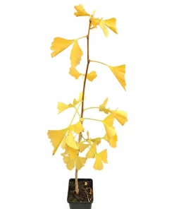 Ginkgo Biloba Live Plant - 2 Pack, 8-12 inch Tall Maidenhair Trees in Quart Pots, Outdoor - Image 3