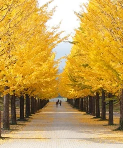 Ginkgo Biloba Live Plant - 2 Pack, 8-12 inch Tall Maidenhair Trees in Quart Pots, Outdoor - Image 9