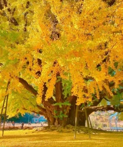 Ginkgo Biloba Live Plant - 2 Pack, 8-12 inch Tall Maidenhair Trees in Quart Pots, Outdoor - Image 1