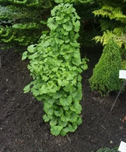 Ginkgo Dwarf Maidenhair Tree Live Plant – Zone 3-9 – #2 Container Size - Image 2
