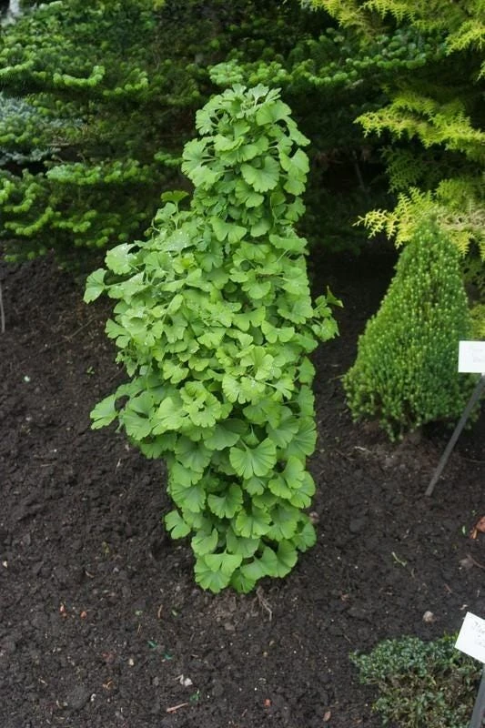Ginkgo Dwarf Maidenhair Tree Live Plant – Zone 3-9 – #2 Container Size - Image 2