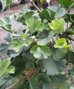 Ginkgo Dwarf Maidenhair Tree Live Plant – Zone 3-9 – #2 Container Size - Image 3