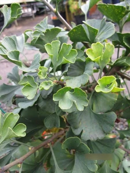 Ginkgo Dwarf Maidenhair Tree Live Plant – Zone 3-9 – #2 Container Size - Image 3