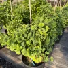Ginkgo Dwarf Maidenhair Tree Live Plant – Zone 3-9 – #2 Container Size - Image 1