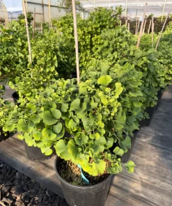 Ginkgo Dwarf Maidenhair Tree Live Plant – Zone 3-9 – #2 Container Size - Image 1