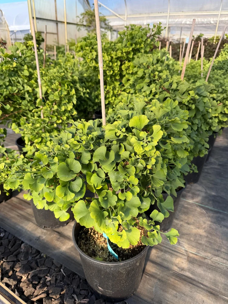 Ginkgo Dwarf Maidenhair Tree Live Plant – Zone 3-9 – #2 Container Size - Image 1