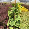 Ginkgo 'Spring Grove' Live Plant - Dwarf Upright Ginkgo Tree - #1 Container - Image 1