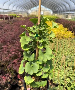 Ginkgo 'Spring Grove' Live Plant - Dwarf Upright Ginkgo Tree - #1 Container - Image 1