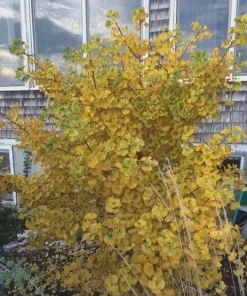 Ginkgo 'Spring Grove' Live Plant - Dwarf Upright Ginkgo Tree - #1 Container - Image 7