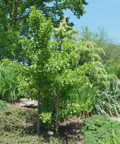 Ginkgo 'Spring Grove' Live Plant - Dwarf Upright Ginkgo Tree - #1 Container - Image 8