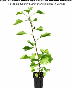 Ginkgo Tree Live Plant - 8-16" Tall Maidenhair Ginkgo in Quart Pot - Image 2