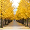 Ginkgo Tree Live Plant - 8-16" Tall Maidenhair Ginkgo in Quart Pot - Image 1