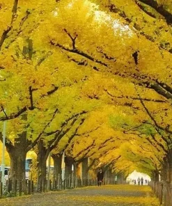 Ginkgo Tree Live Plant - 8-16