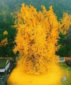 Ginkgo Tree Live Plant - 8-16