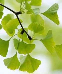 Ginkgo Tree Live Plant - 8-16