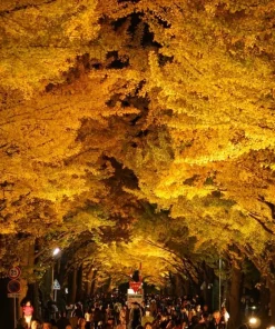 Ginkgo Tree Live Plant - 8-16