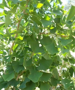 Ginkgo Tree Live Plant – Maidenhair Tree – Ginkgo biloba – 12-18" Tall – 4" Pot - Image 2