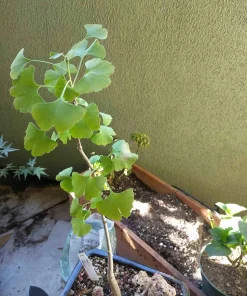Ginkgo Tree Live Plant – Maidenhair Tree – Ginkgo biloba – 12-18