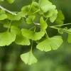 Ginkgo Tree Live Plant – Maidenhair Tree – Ginkgo biloba – 12-18" Tall – 4" Pot - Image 1