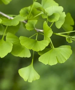 Ginkgo Tree Live Plant – Maidenhair Tree – Ginkgo biloba – 12-18" Tall – 4" Pot - Image 1