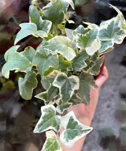 Glacier English Ivy | Live Trailing Plant | Climbing Houseplant | 4 inch Pot | Easy Care - Image 2
