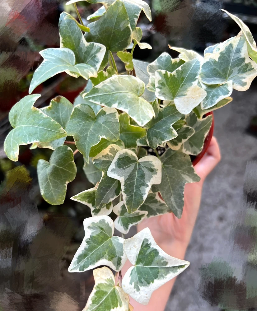 Glacier English Ivy | Live Trailing Plant | Climbing Houseplant | 4 inch Pot | Easy Care - Image 2